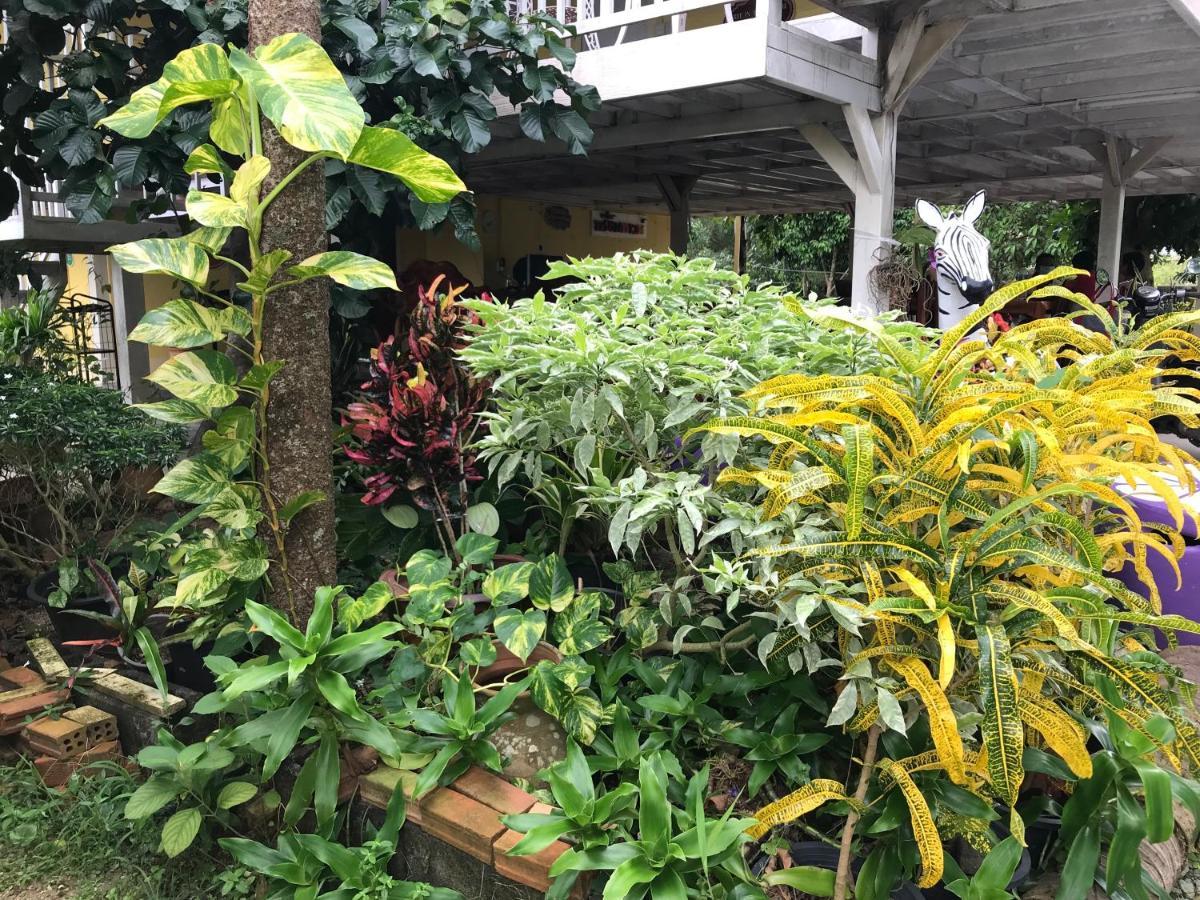 Tree In Town ทรีอินทาวน์ * פאתאלונג